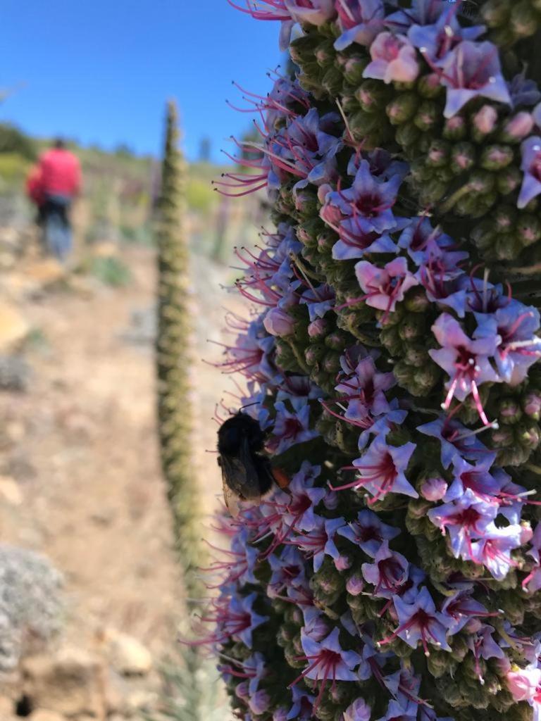 Finca Caboquitos Garafia ภายนอก รูปภาพ
